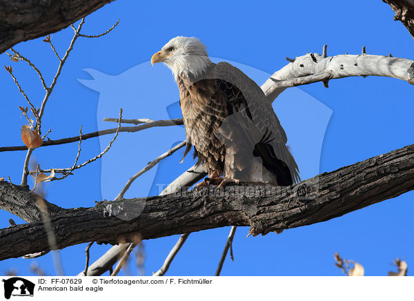 Weikopfseeadler / American bald eagle / FF-07629