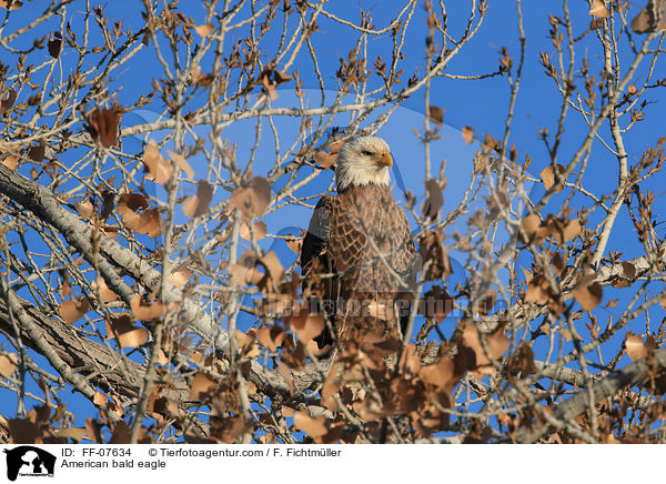 Weikopfseeadler / American bald eagle / FF-07634