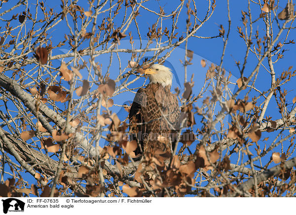 Weikopfseeadler / American bald eagle / FF-07635