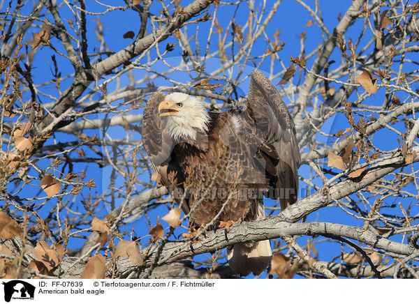 Weikopfseeadler / American bald eagle / FF-07639
