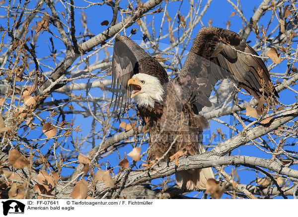 Weikopfseeadler / American bald eagle / FF-07641