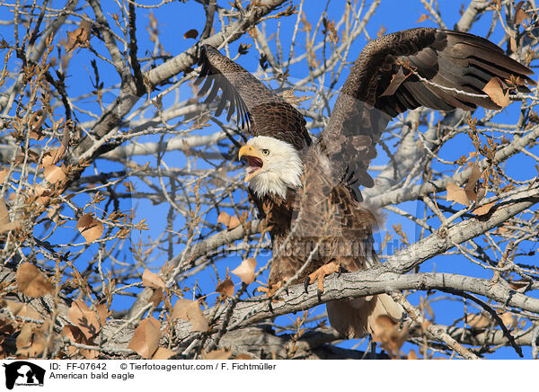 Weikopfseeadler / American bald eagle / FF-07642