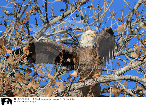Weikopfseeadler / American bald eagle / FF-07644