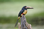 banded aracari