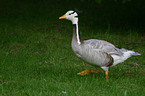 Bar-headed goose