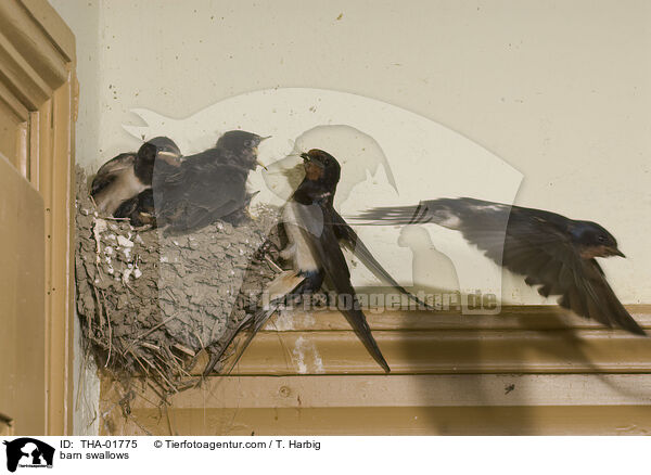 barn swallows / THA-01775