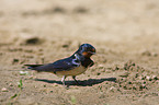 chimney swallow