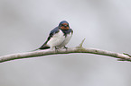 barn swallow