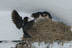 Barn Swallows