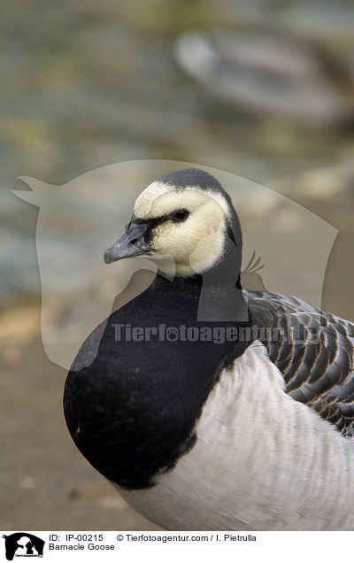 Barnacle Goose / IP-00215