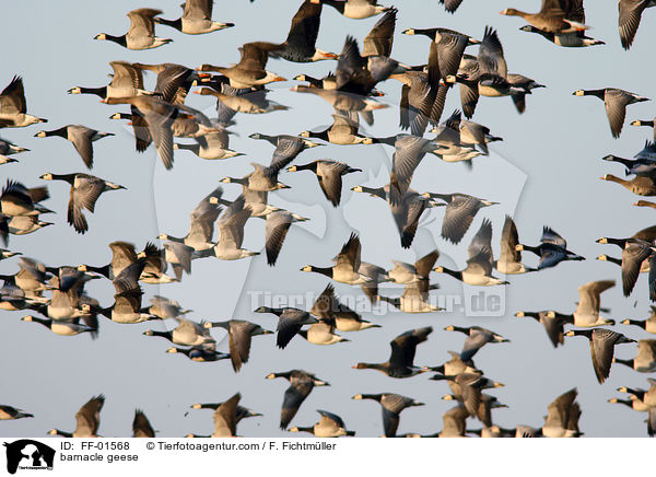 barnacle geese / FF-01568