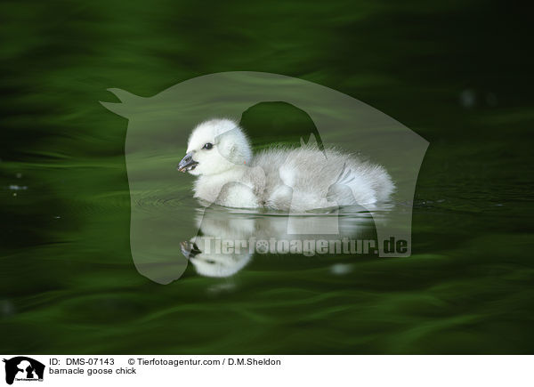 barnacle goose chick / DMS-07143