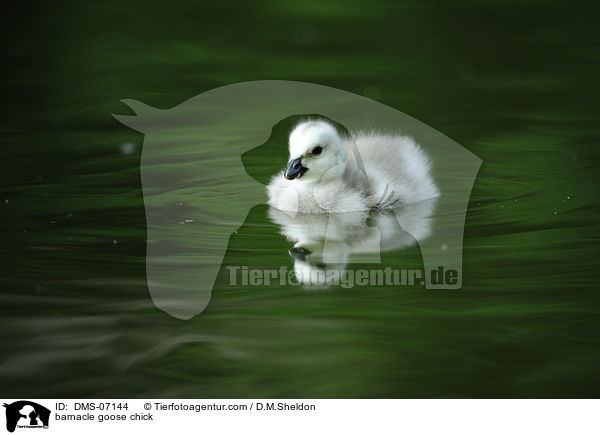 barnacle goose chick / DMS-07144