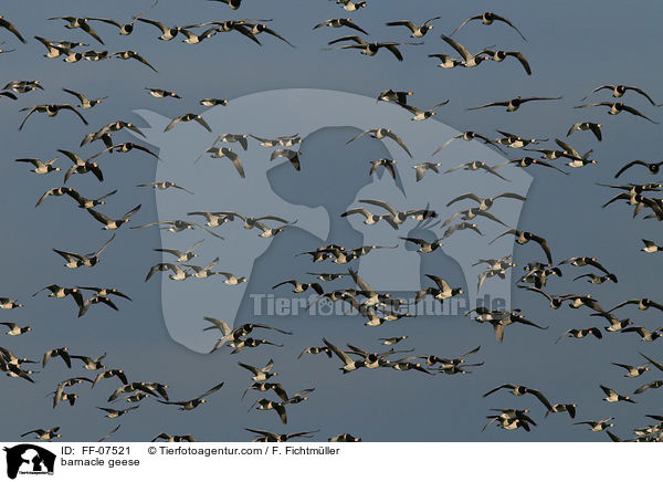 barnacle geese / FF-07521