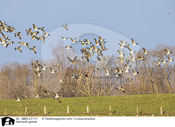 barnacle geese / MBS-27717