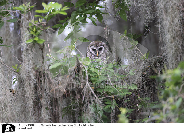 barred owl / FF-13040