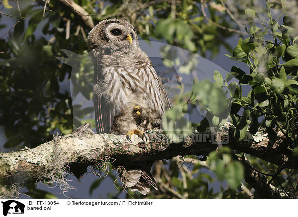 Streifenkauz / barred owl / FF-13054