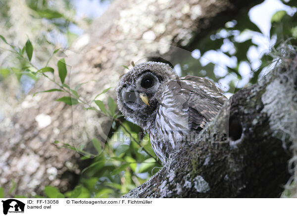 Streifenkauz / barred owl / FF-13058