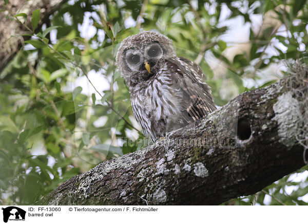 Streifenkauz / barred owl / FF-13060