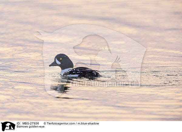 Barrows golden-eye / MBS-27936