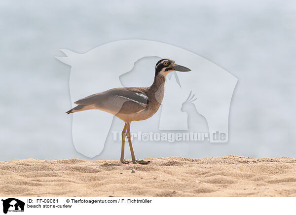 Rifftriel / beach stone-curlew / FF-09061