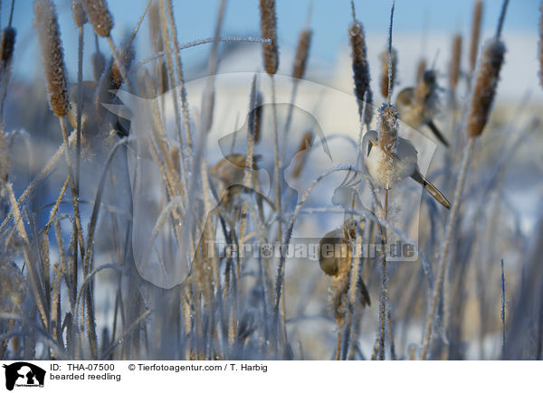 bearded reedling / THA-07500