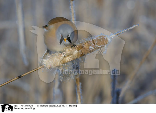 bearded reedling / THA-07509