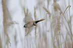 bearded tit