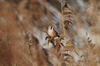 bearded tit