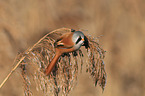 bearded tit