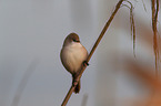 bearded tit