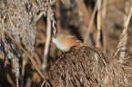 bearded tit