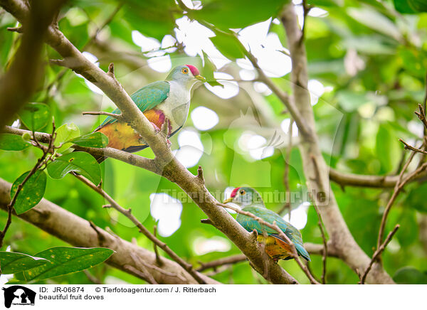 Rotkappen-Fruchttauben / beautiful fruit doves / JR-06874