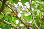 beautiful fruit doves