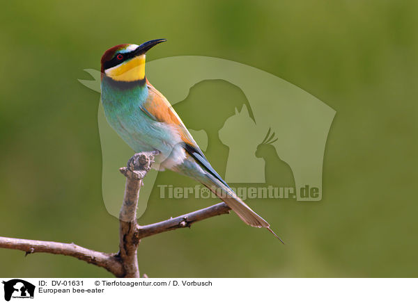 European bee-eater / DV-01631