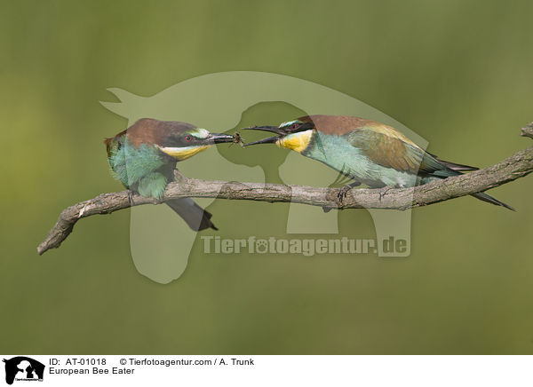 European Bee Eater / AT-01018
