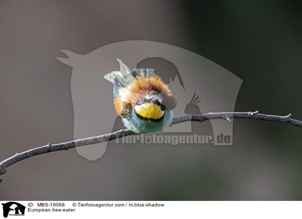 European bee-eater / MBS-19068