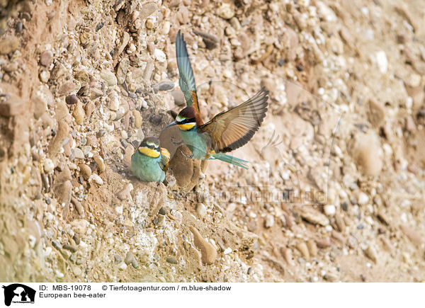 European bee-eater / MBS-19078