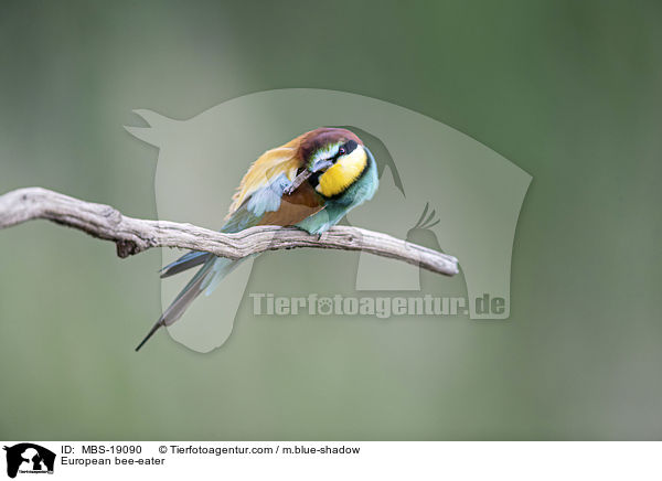 European bee-eater / MBS-19090