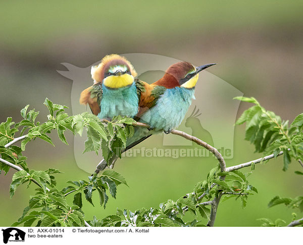 two bee-eaters / AXK-01014
