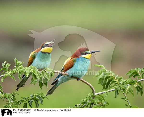 two bee-eaters / AXK-01022