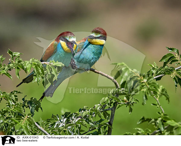 two bee-eaters / AXK-01043