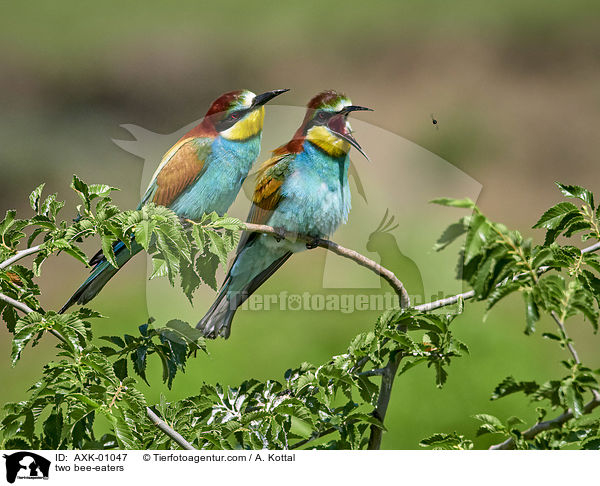 two bee-eaters / AXK-01047