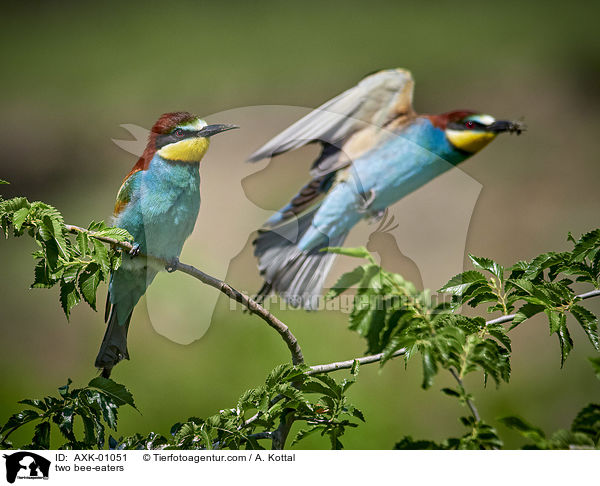 two bee-eaters / AXK-01051