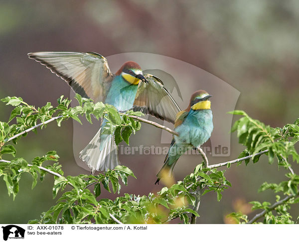 two bee-eaters / AXK-01078
