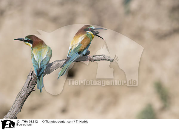 Bee-eaters / THA-08212