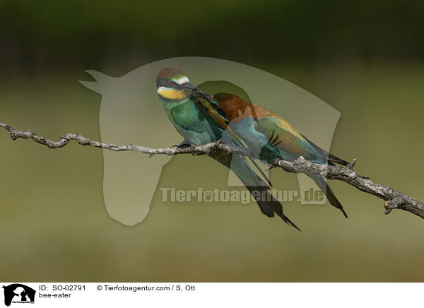 bee-eater / SO-02791