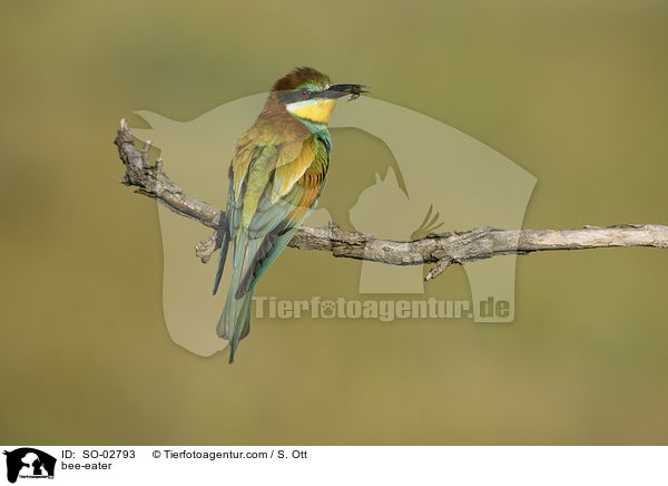bee-eater / SO-02793