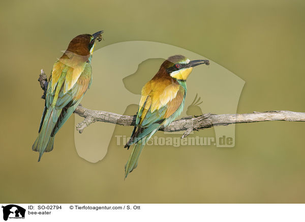bee-eater / SO-02794