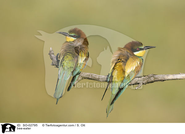 bee-eater / SO-02795